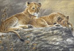 Ingrid Weiersby (British, b. 1954), Two African lion cubs resting, watercolour, signed lower right