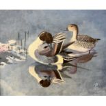 Michael Morley (British, b.1937), Pintail preening, acrylic on board, monogrammed, 15.5x19.5ins,