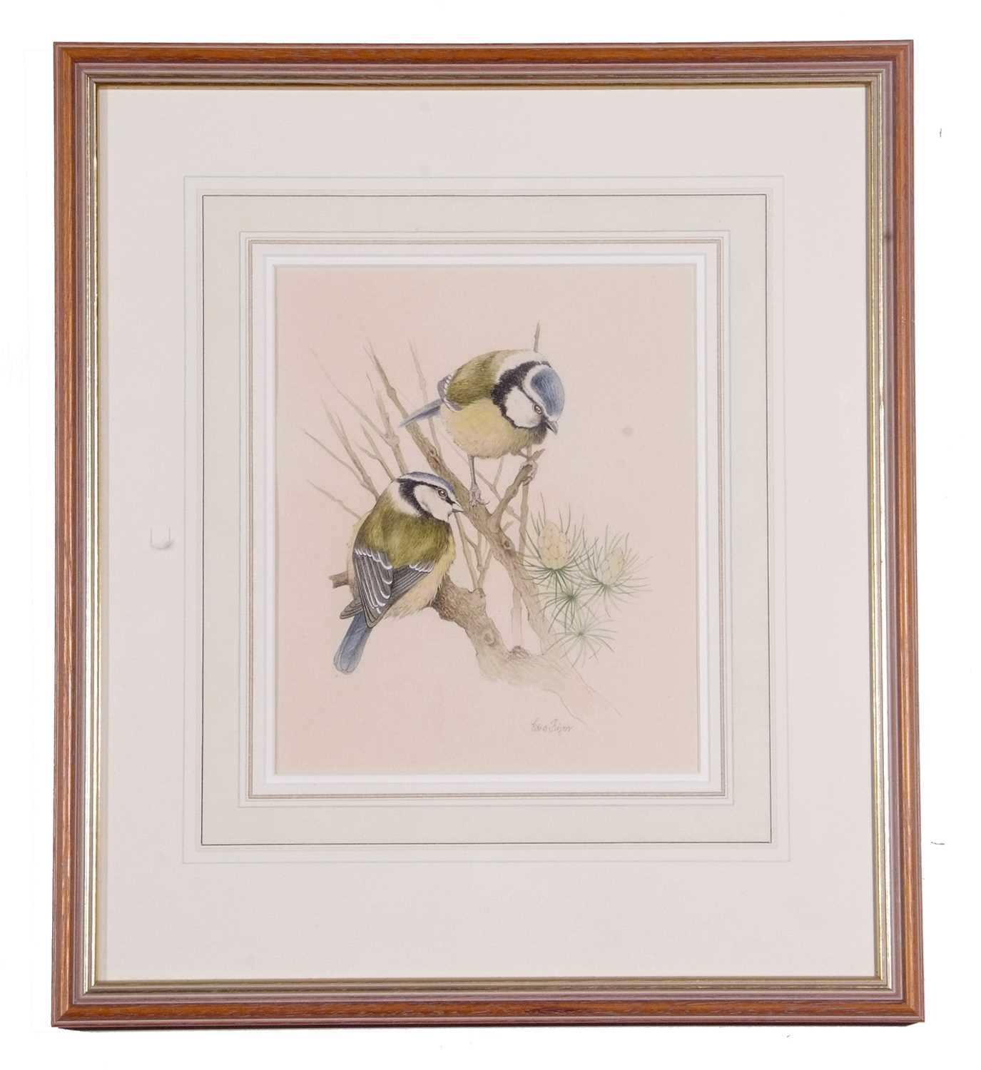 Edna Bizon (British, 20th century) Two great tits on a branch, watercolour, signed 10x11ins,