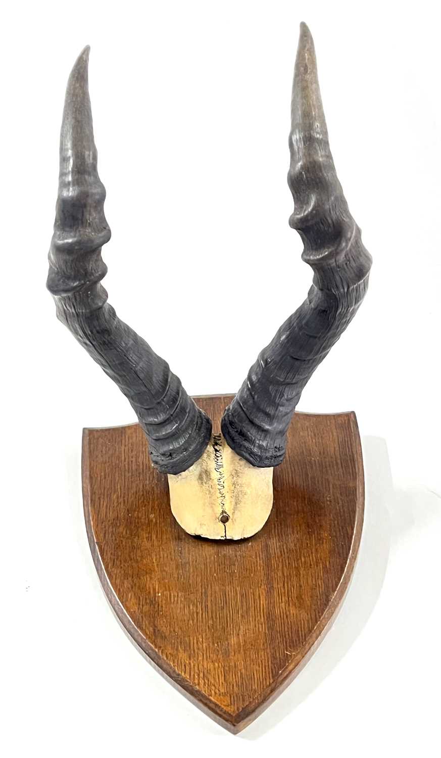 African Hartebeest, horns on top of skull mounted on wooden shield