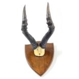 African Hartebeest, horns on top of skull mounted on wooden shield
