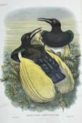 William Matthew Hart (Irish 1830-1908), Twelve-wired, Bird of Paradise (Plate 37) from Richard