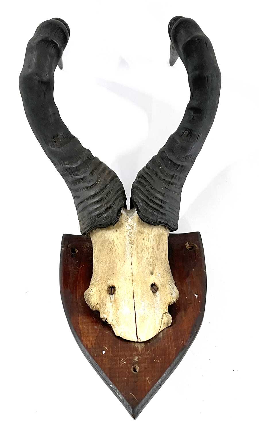 African Hartebeast, horns on top of skull mounted on wooden shield - Image 4 of 6