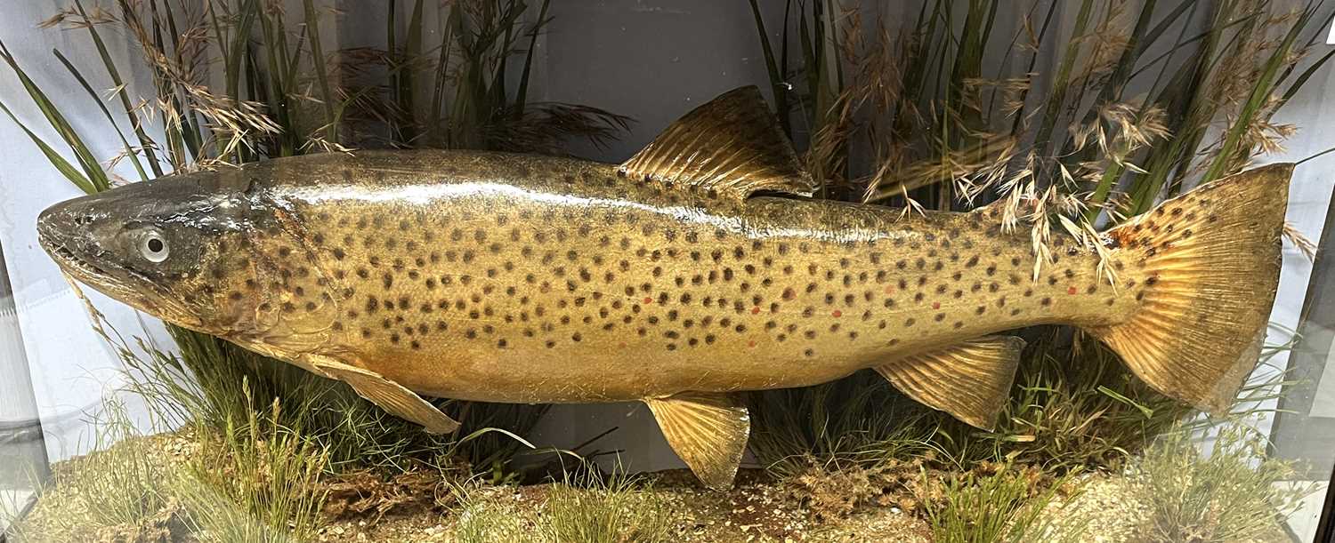 Taxidermy cased Trout in naturalistic setting caught by O Wilkinson in River Troutbeck, Lake - Image 2 of 2