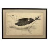 Edward Lear (British, 1812-1888), 'Great Black-Backed Gull', Larus Marinus; (Linn),
