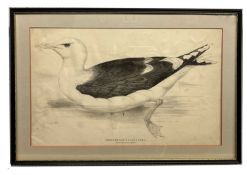 Edward Lear (British, 1812-1888), 'Great Black-Backed Gull', Larus Marinus; (Linn),