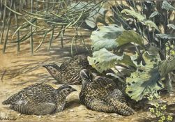Ingrid Weiersby (British, b. 1954), Quail, gouache, signed lower left, 20x25 ins, framed and
