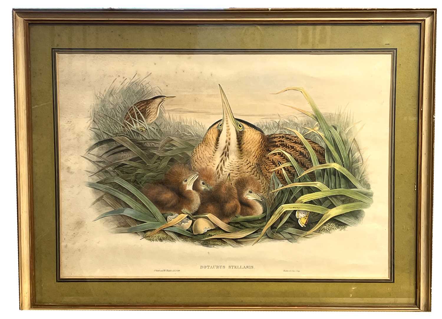 Framed coloured print of Bittern and Family titled "Botaurus Stellaris" by J Gould and H.C - Image 2 of 2