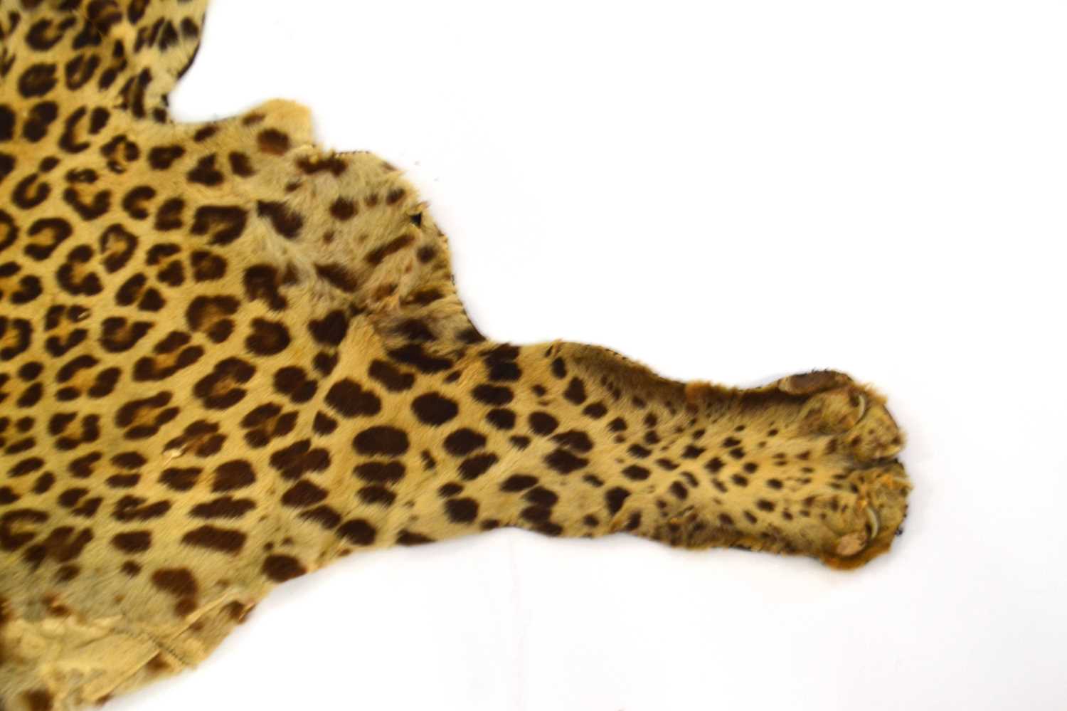 20th Century taxidermy leopard skin rug and mount, open gaping mouth head with glass eyes, by - Image 7 of 11