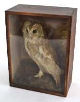 A Victorian/Edwardian cased taxidermy Tawny Owl (Strix Aluco) in naturalistic setting, case
