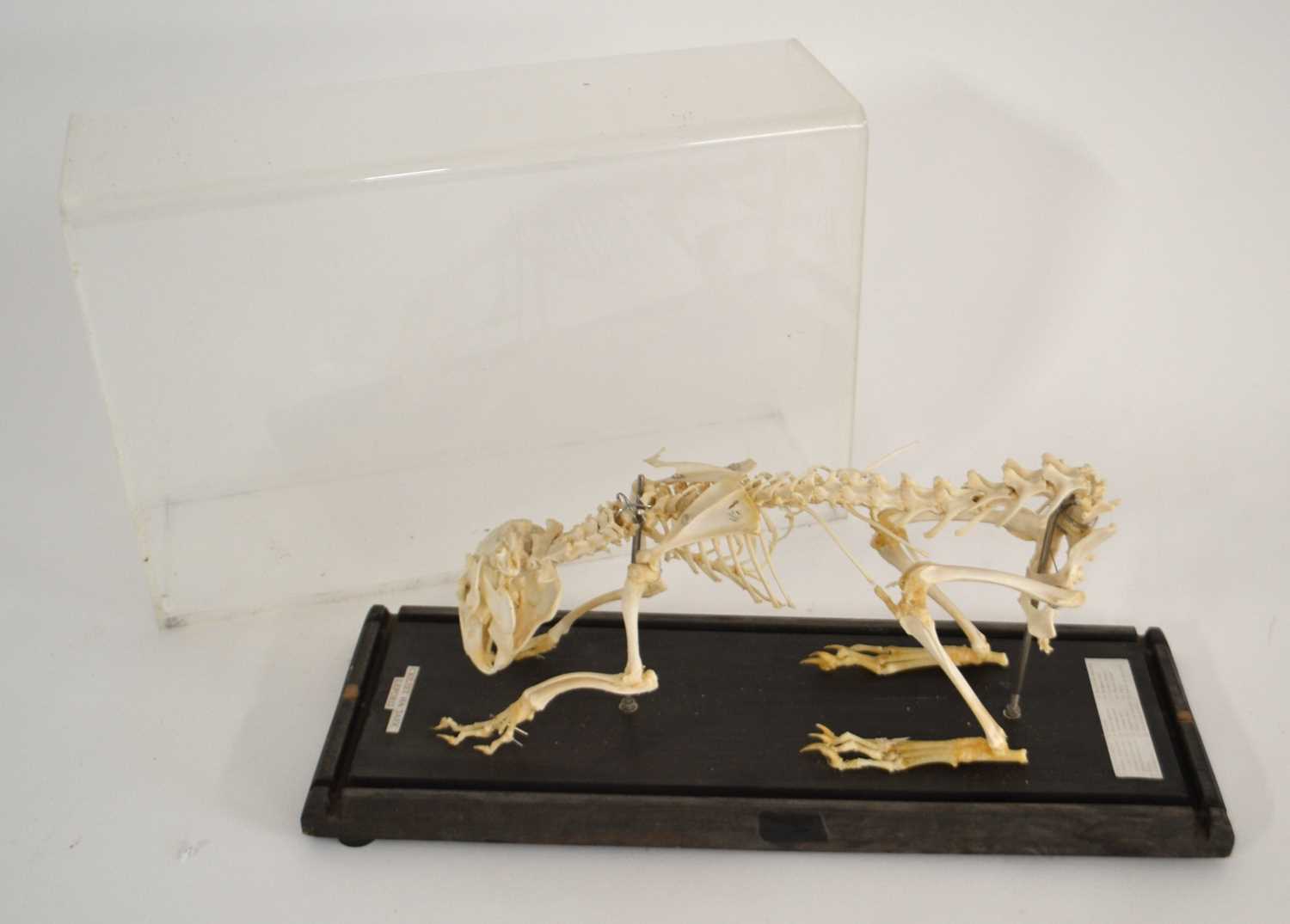 20th Century taxidermy skeleton of a Hare (Lepus Europaeus) on wooden base and under perspex - Image 2 of 4