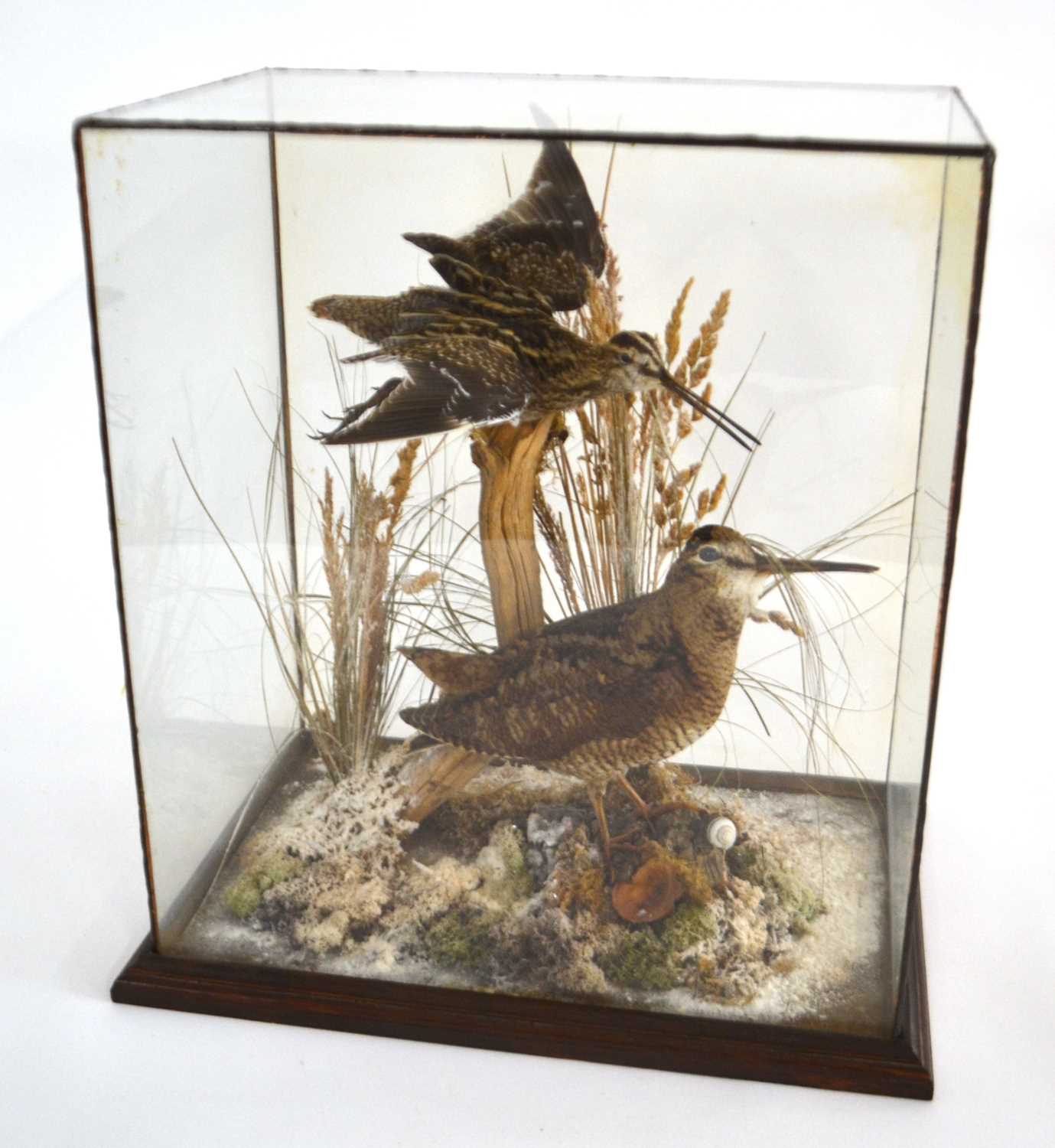 Taxidermy case of a Snipe (Gallinago Gallinago) in flight together with Eurasian Woodcock (