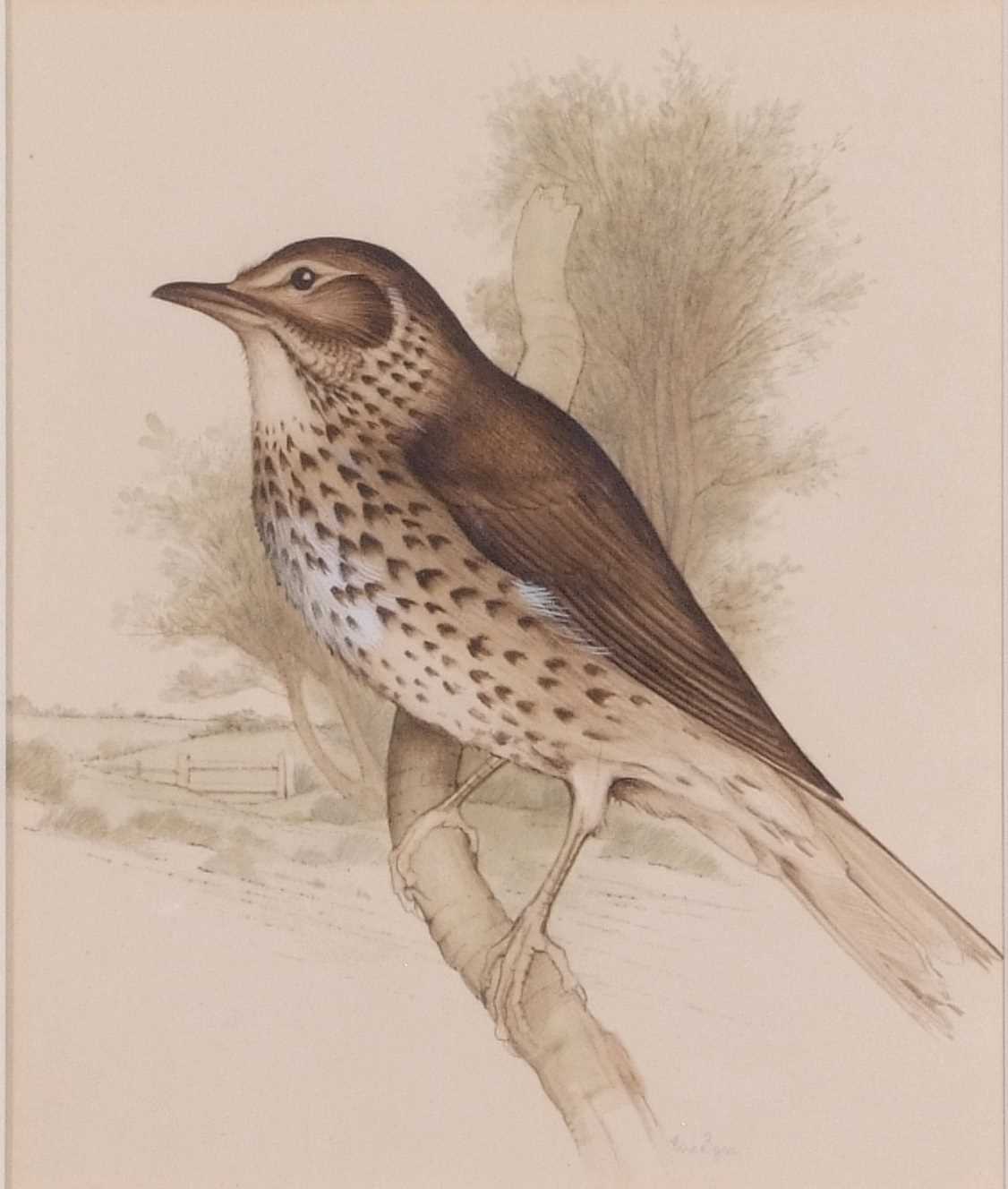 Edna Bizon (British, 20th century) A song thrush perched on a small branch, watercolour, signed, - Image 2 of 2