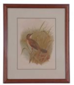 Henrik Grönvold (Danish, 1858-1940), Savi's Warbler, chromolithograph, 9x7ins, framed and glazed.