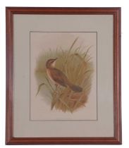 Henrik Grönvold (Danish, 1858-1940), Savi's Warbler, chromolithograph, 9x7ins, framed and glazed.