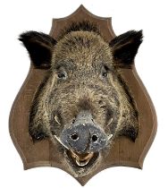 20th Century French taxidermy Wild Boar (Sus scrofa), head mounted on shield by Deyrolle of Paris (