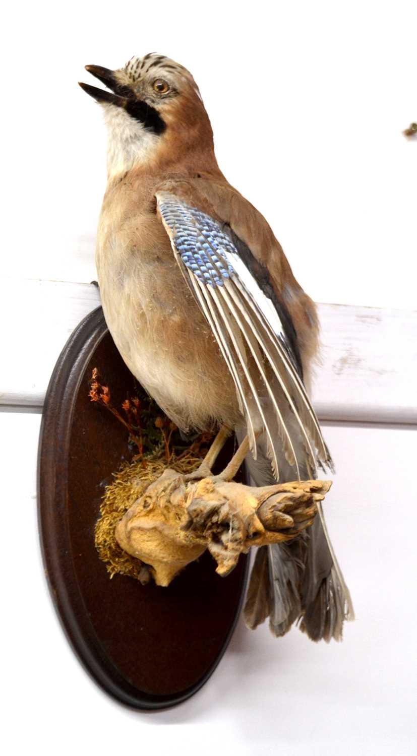 Wall mounted taxidermy Eurasian Jay (Garrulus Glandariu), sitting on branch in naturalist setting