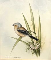 Andrew Osborne (British), Chaffinch, watercolour, signed, 8x10.5ins, framed and glazed.