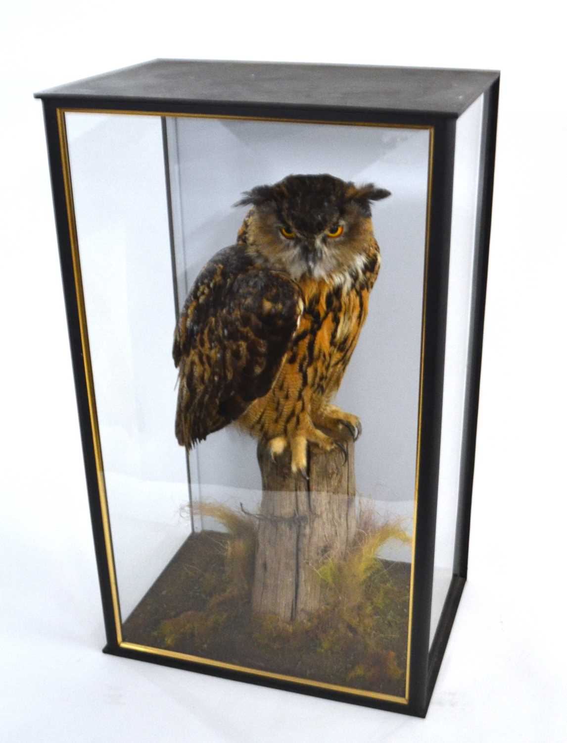 Very large and very well done taxidermy cased Eurasian Eagle Owl (Bubo Bubo) sitting on fence post - Image 2 of 3