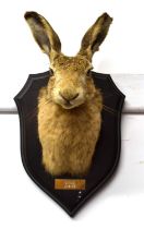 20th Century taxidermy European brown hare (Lepus Europaeus) mask with brass plate inscription "S.