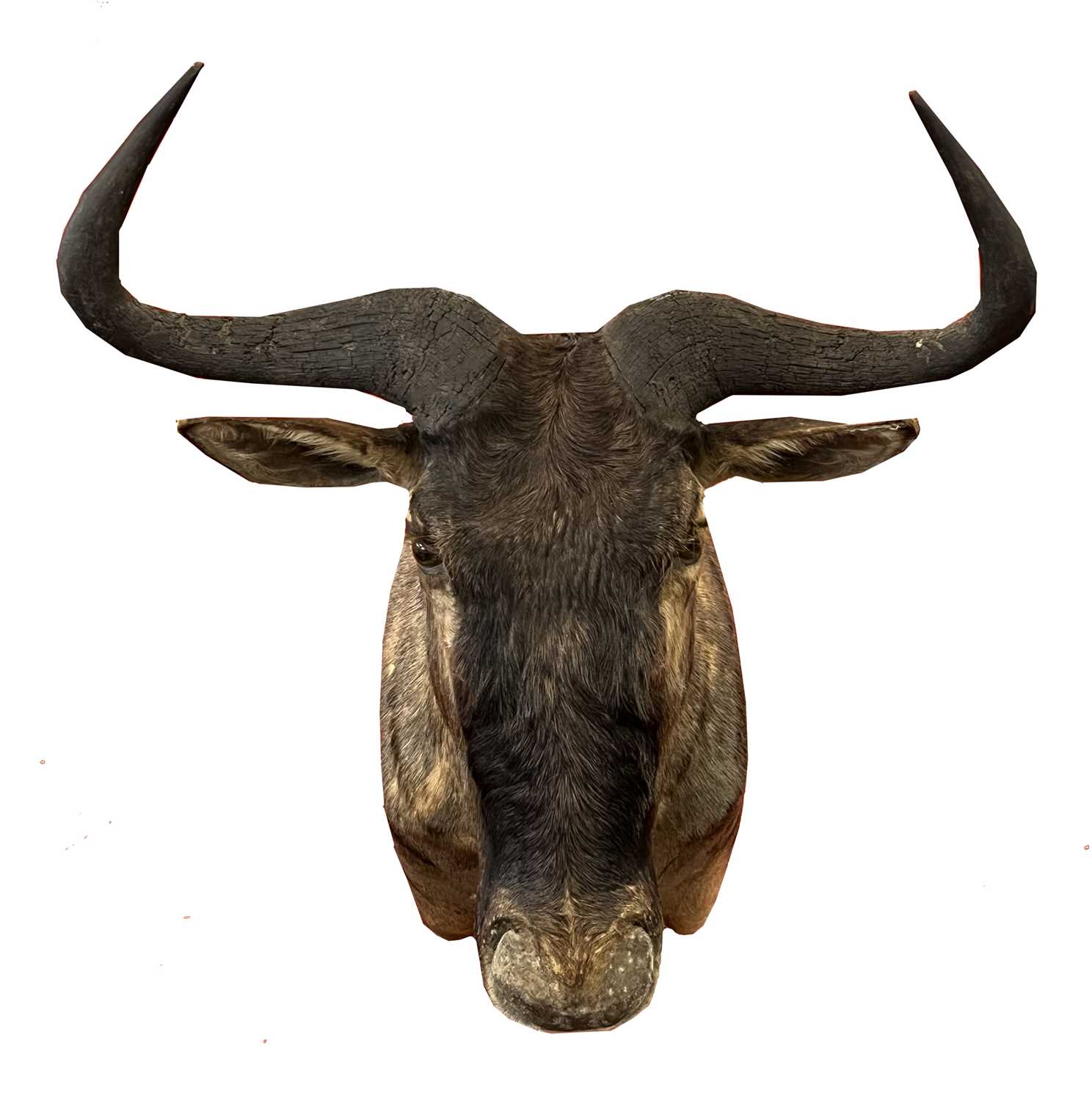 Modern Taxidermy shoulder mounted Blue Wildebeast (Connochaetes Taurinus) by Taxidermist Bullseye - Image 2 of 3