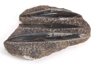 A cluster of three Orthoceras fossils, largest measuring 20cm long, all embedded in rock