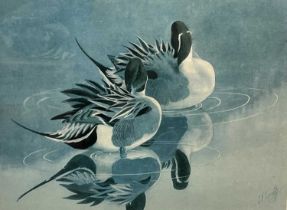 After Charles Frederick Tunnicliffe (1901-1979), 'Pintail', limited edition lithograph, numbered 484