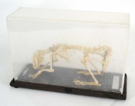 20th Century taxidermy skeleton of a Hare (Lepus Europaeus) on wooden base and under perspex