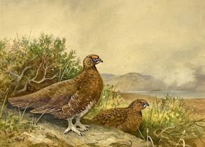 Charles Stanley Todd (British,1923-2004), a pair of red grouse, watercolour and gouache, signed,