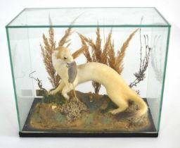 Taxidermy Ermine stoat (Mustela Erminea) in winter coat, set in naturalistic setting with shrew in