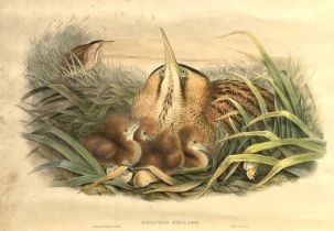 Framed, hand coloured print of Bittern and Family titled "Botaurus Stellaris" by J Gould and H.C