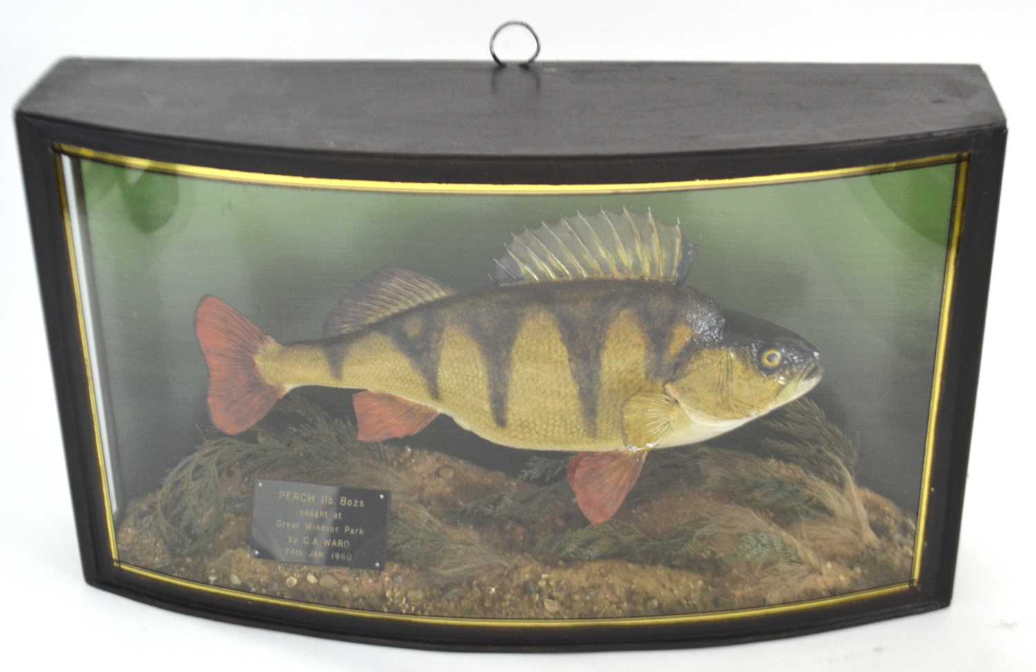 20th Century taxidermy cased Perch, set in naturalistic setting with bow front glass case with - Image 4 of 4