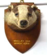 Mid 20th Century taxidermy mounted European badger (Meles Meles) mask on shield by Taxidermist