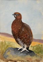 Charles Stanley Todd (British,1923-2004), a red grouse perched on a rock, watercolour and gouache on