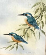 Andrew Osborne (British), a pair of perched Kingfishers, watercolour, signed, 9x12.5ins, framed