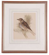 Edna Bizon (British, 20th century) A song thrush perched on a small branch, watercolour, signed,