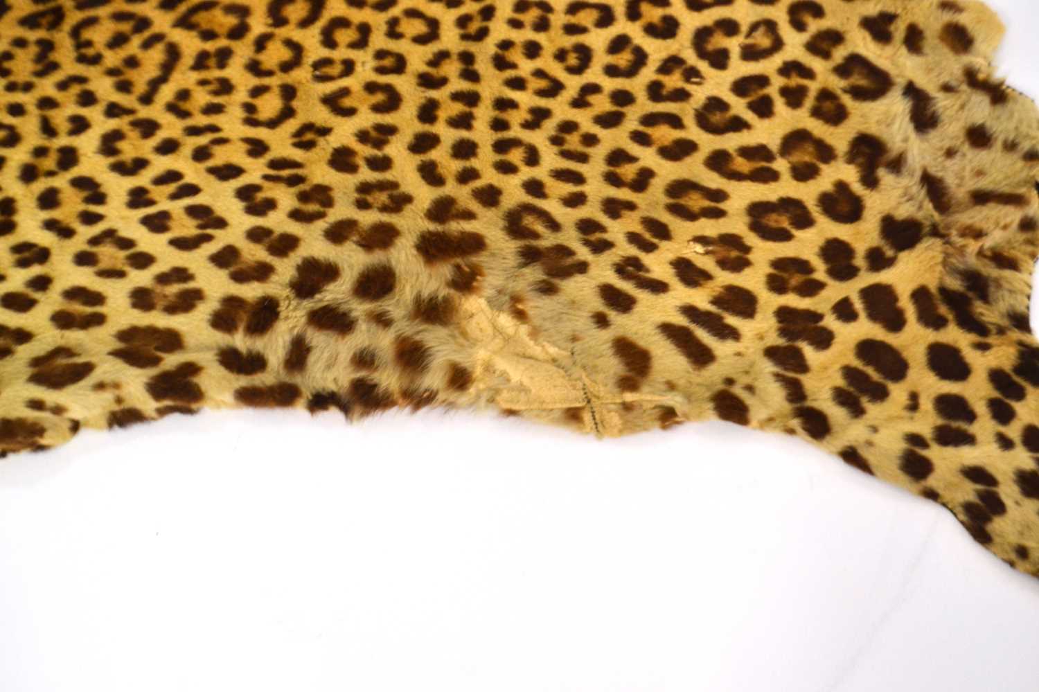 20th Century taxidermy leopard skin rug and mount, open gaping mouth head with glass eyes, by - Image 6 of 11