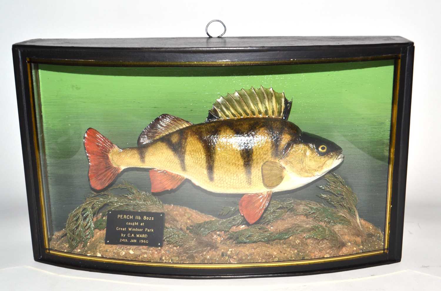 20th Century taxidermy cased Perch, set in naturalistic setting with bow front glass case with - Image 2 of 4