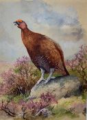 Charles Stanley Todd (British,1923-2004), a calling red grouse perched on a rock, watercolour,