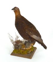 Modern taxidermy Grouse by H R Bennett in naturalist setting, uncased
