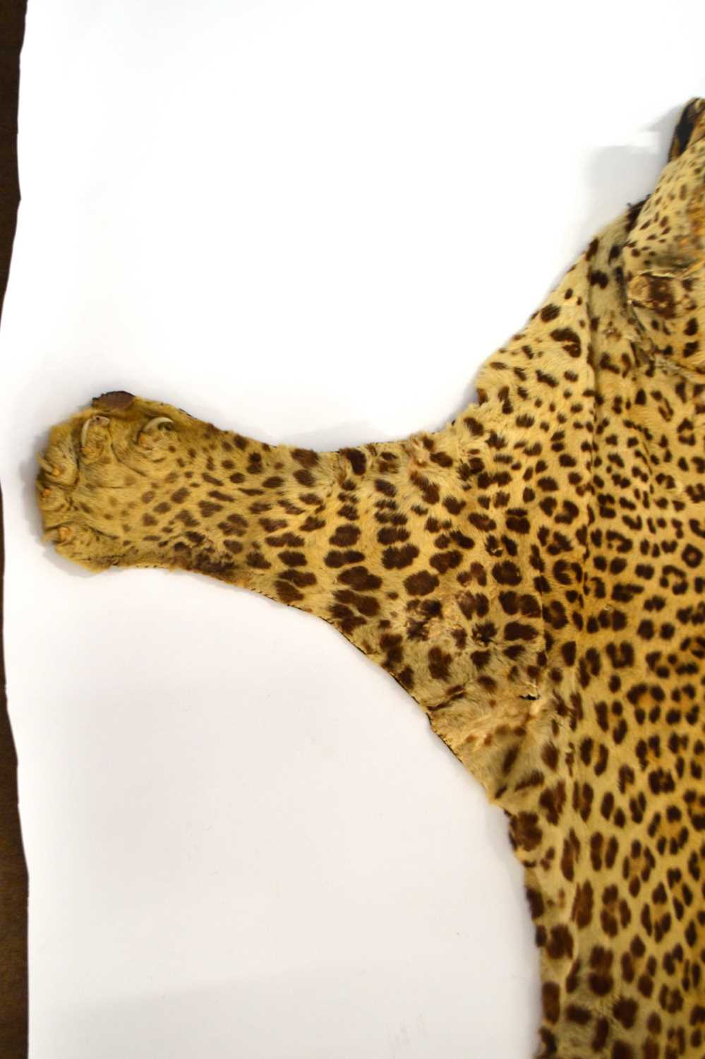 20th Century taxidermy leopard skin rug and mount, open gaping mouth head with glass eyes, by - Image 5 of 11