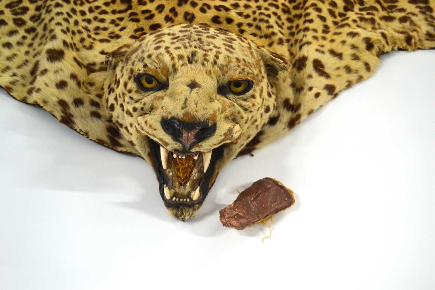 20th Century taxidermy leopard skin rug and mount, open gaping mouth head with glass eyes, by - Image 3 of 11