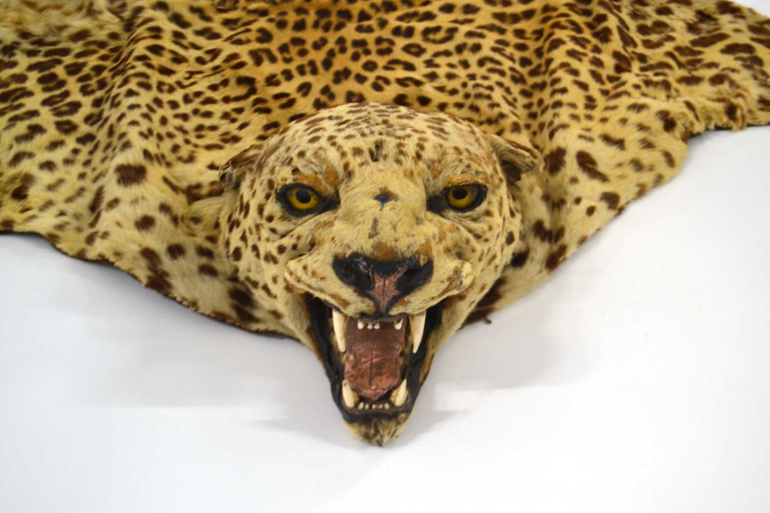 20th Century taxidermy leopard skin rug and mount, open gaping mouth head with glass eyes, by - Image 2 of 11