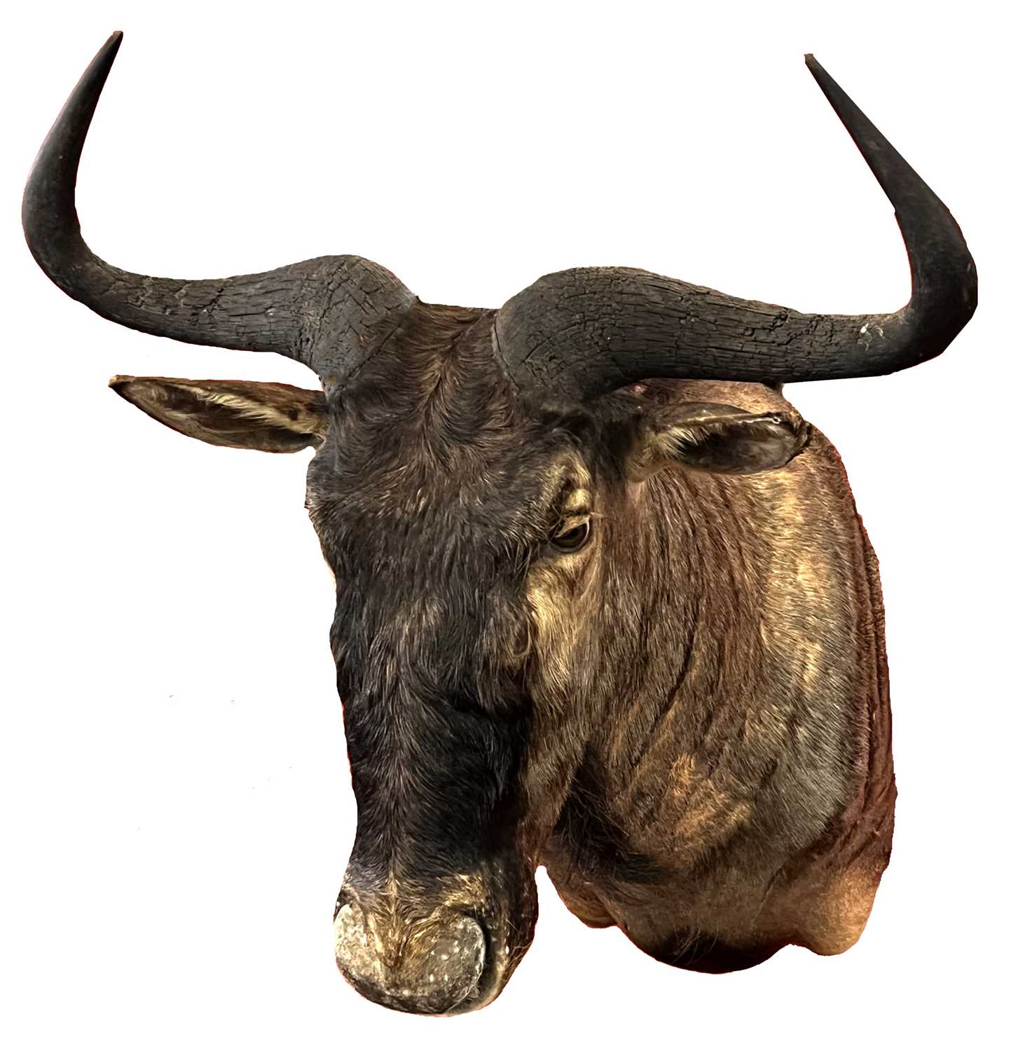 Modern Taxidermy shoulder mounted Blue Wildebeast (Connochaetes Taurinus) by Taxidermist Bullseye