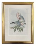 J. Gould and Henry Constantine Richter, "Cacatua Eos" (Roseata Cockatoo), hand coloured
