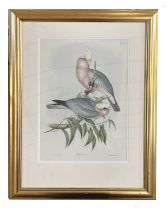 J. Gould and Henry Constantine Richter, "Cacatua Eos" (Roseata Cockatoo), hand coloured