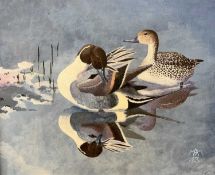 Michael Morley (British, b.1937), Pintail preening, acrylic on board, monogrammed, 15.5x19.5ins,