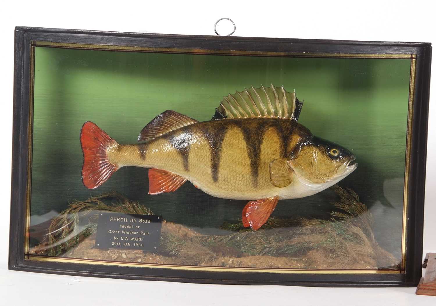 20th Century taxidermy cased Perch, set in naturalistic setting with bow front glass case with