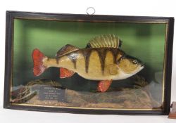 20th Century taxidermy cased Perch, set in naturalistic setting with bow front glass case with