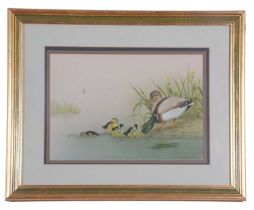 J.A. Morris (British, 20th century) Mallard ducks with young, watercolour and gouache, signed and